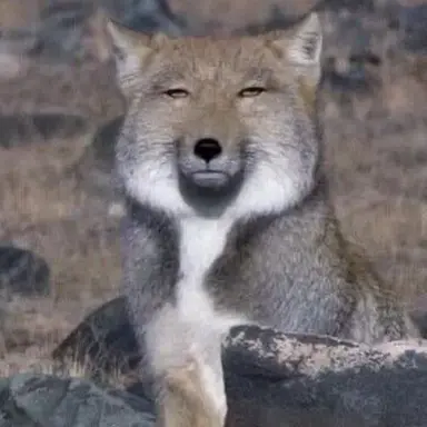 Profile image of 늑대