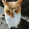 Profile image of 마법의고양이