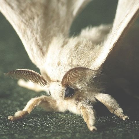 торгон эрвээхэй 대표 이미지