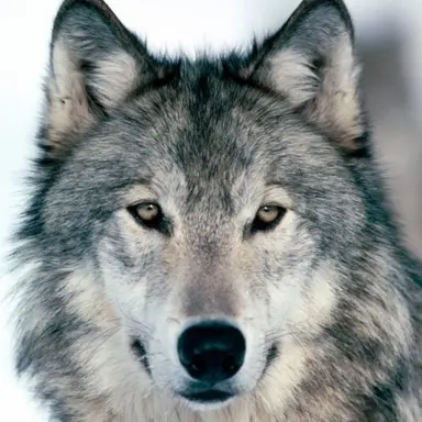 Profile image of Wolf
