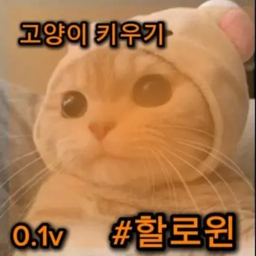 Profile image of 평범한 고양이
