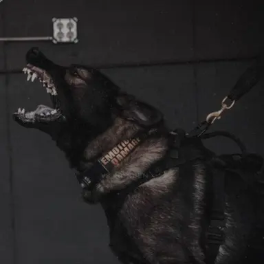 Profile image of Ace