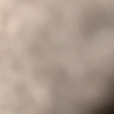 Profile image of セミ