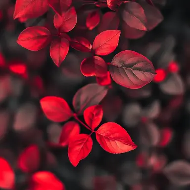 Profile image of レウクラウド