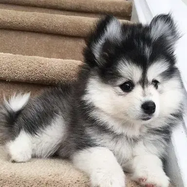 Profile image of Coco