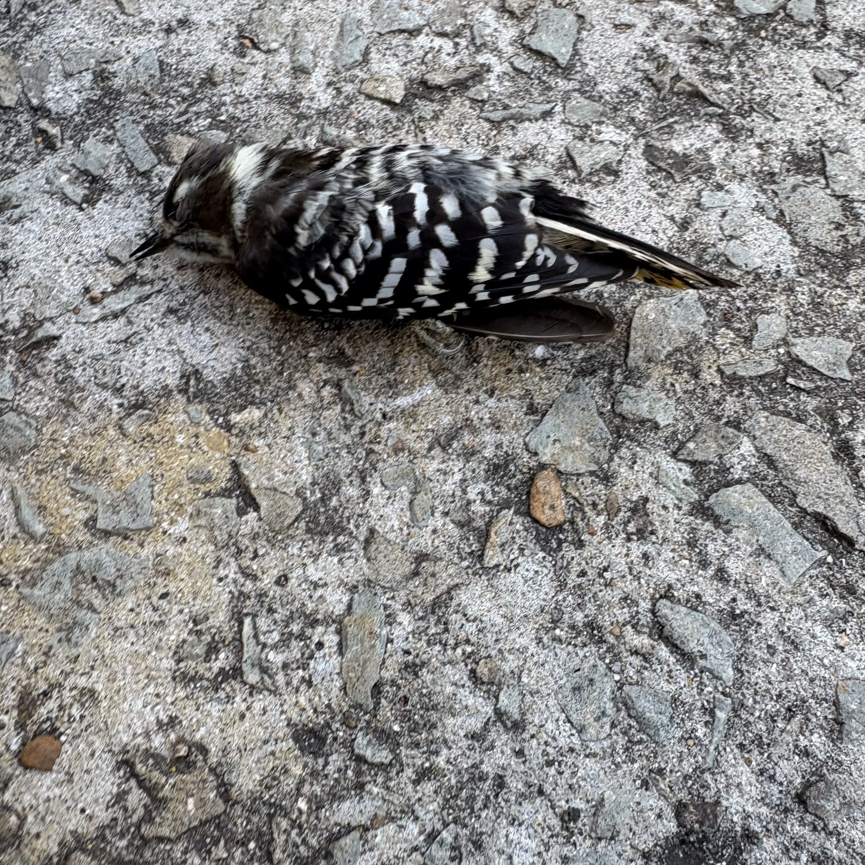 CroakyDaug5138의 학교생활