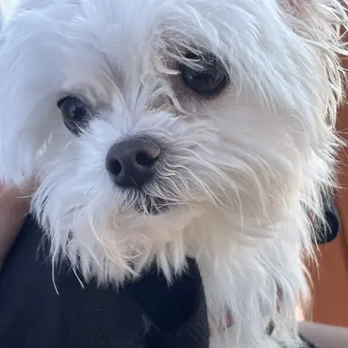 Profile image of 캣삐