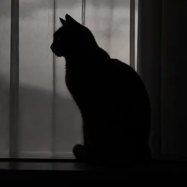 Profile image of りく