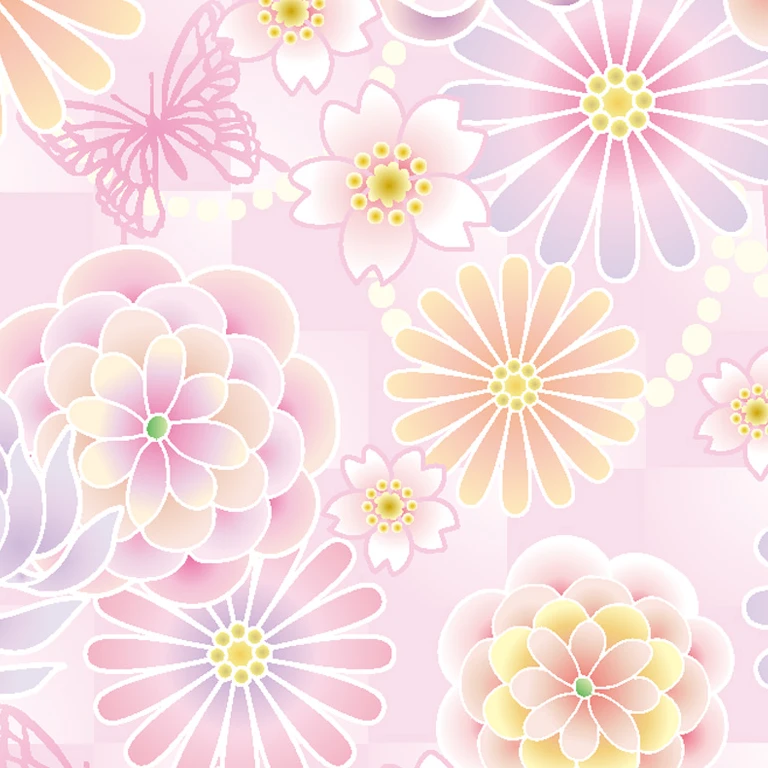 菊 桜
