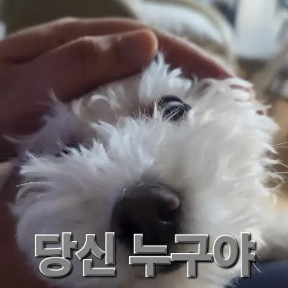 Chol3의 보리