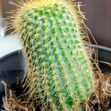 Profile image of 킨코우마루