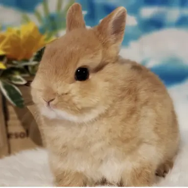 Profile image of ウォニョン