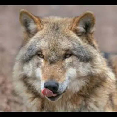 Profile image of 늑대