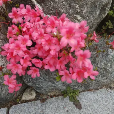 Profile image of 각별