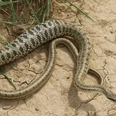 Profile image of 2번 팀 대표