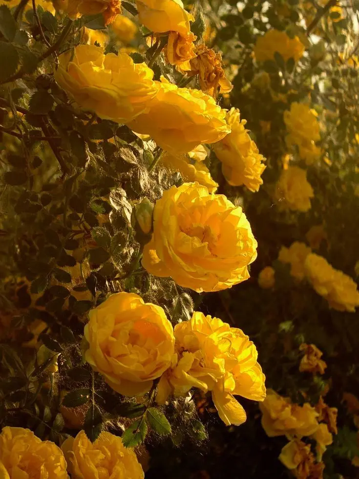 su1tek1_mnsb의 ✧* 君と恋の"演劇"