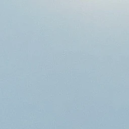 樹