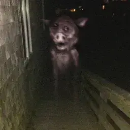 Profile image of 고스트피그