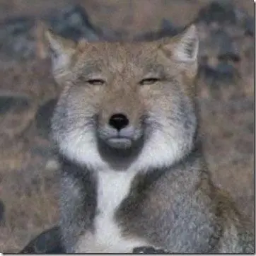 Profile image of 여우