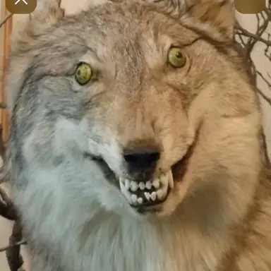 Profile image of 김늑대