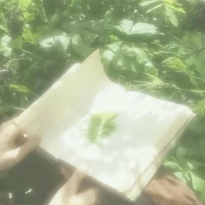 大森元貴