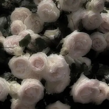 Profile image of 파크모