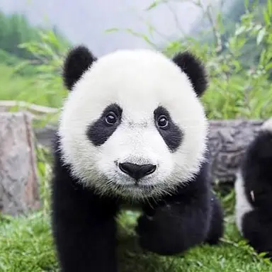 Profile image of パンダ