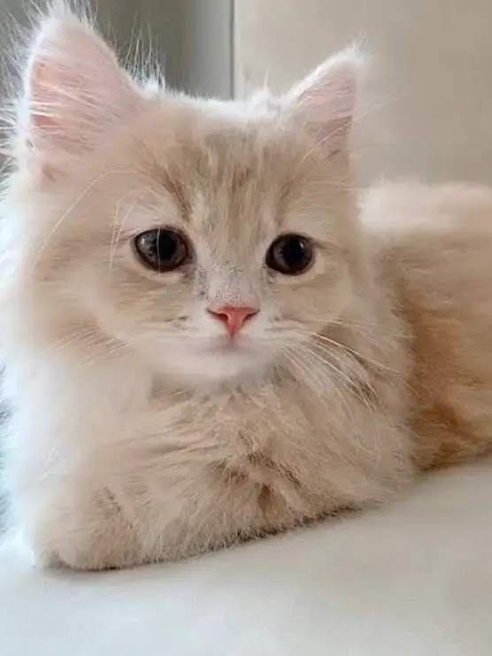 urieeee-의 るる、お前可愛すぎだろ