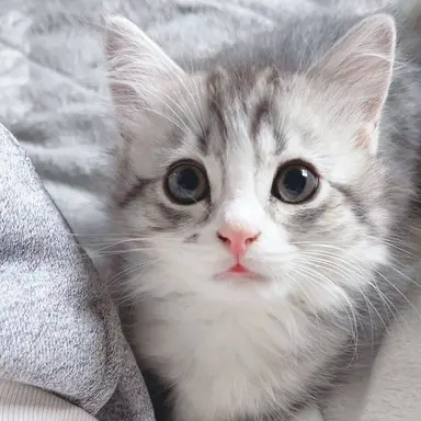 Profile image of みぬ