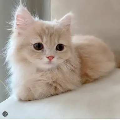 Profile image of るる