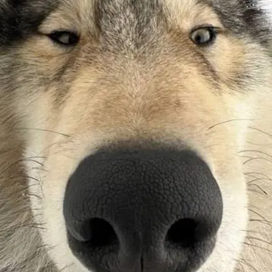 Profile image of 늑대