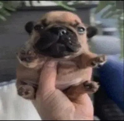 FetidFart4679의 Ayame feminization