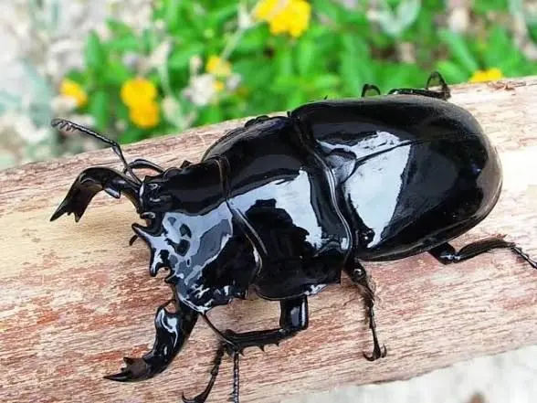 Profile image of 타란두스광사슴벌레