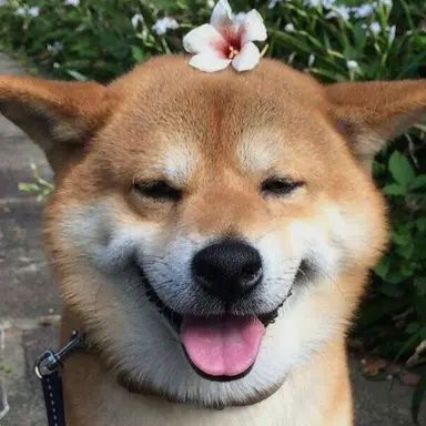 Profile image of 여우