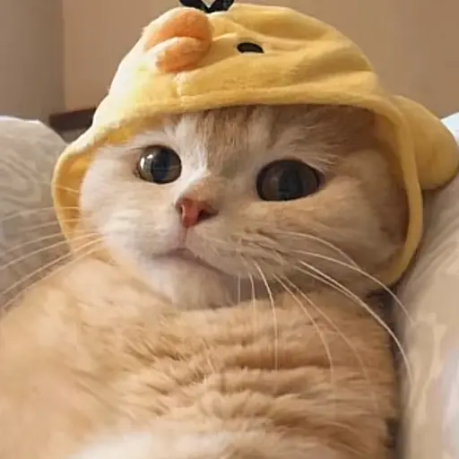 PoliteHip9492의 냥이