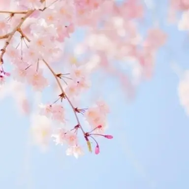 Profile image of 수희