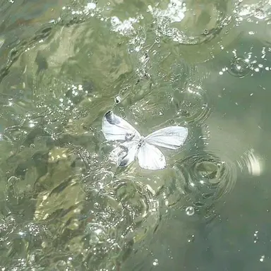 Profile image of 공룡