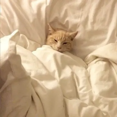 Profile image of 라더