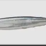 Profile image of 秋刀