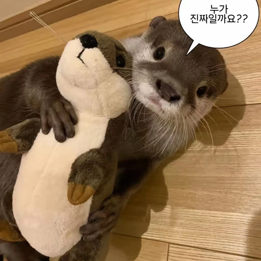 수달