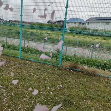 Profile image of ネイ