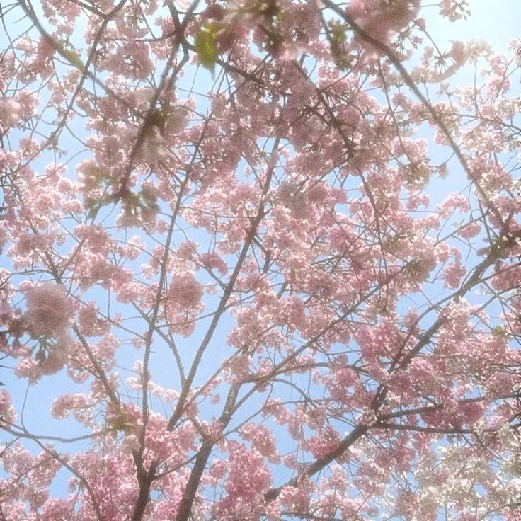 김선우