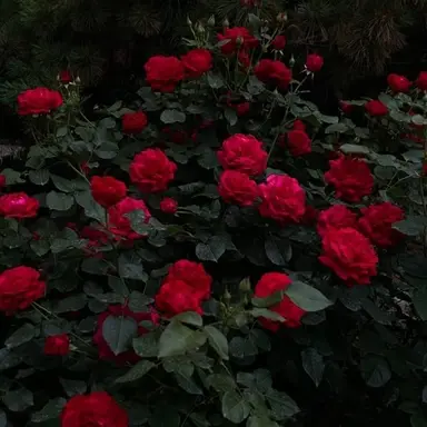 Profile image of リク