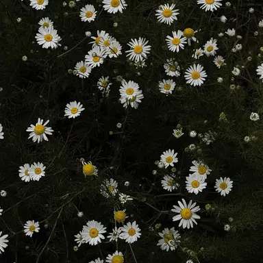 Profile image of ジェヒ