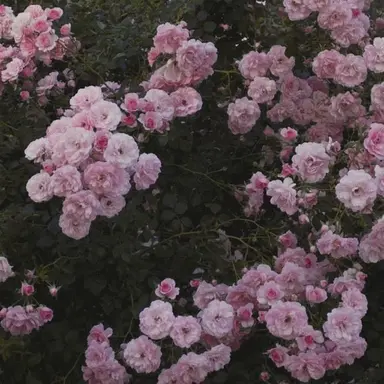 Profile image of サクヤ