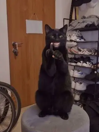 FIRSTFoods_bfdi의 Cats. Hey, this is for me. Use it if you want.