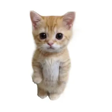 Profile image of El Gato Cat