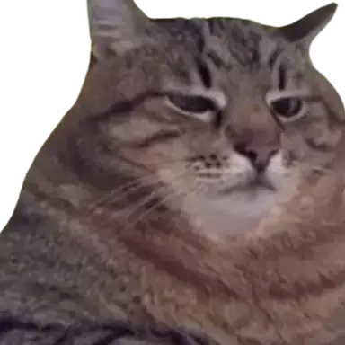 Profile image of Calm Cat