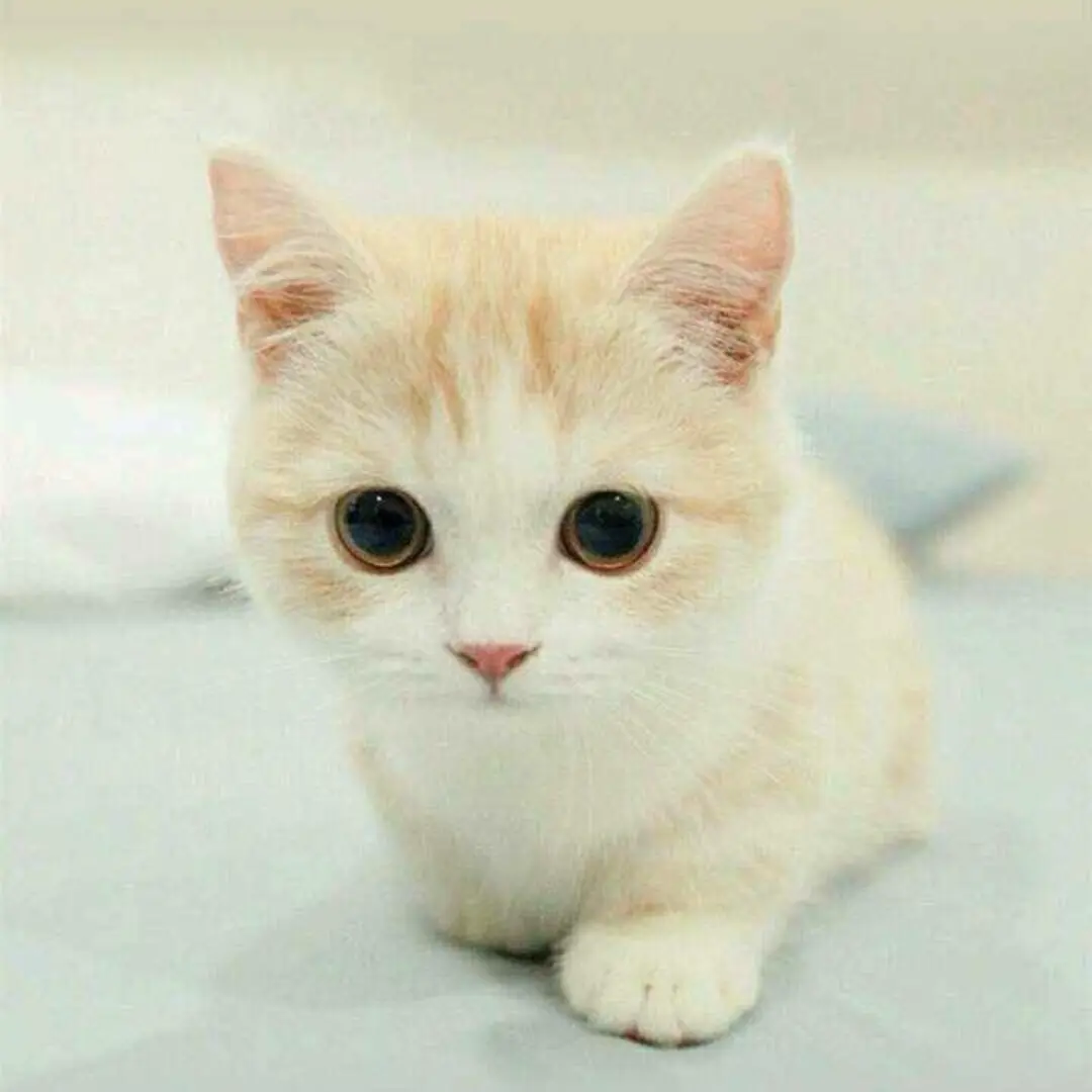 FolksyHut8815의 유기된 고양이