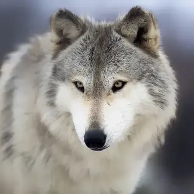 Profile image of 늑대